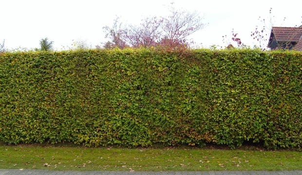 haie de hêtre verte